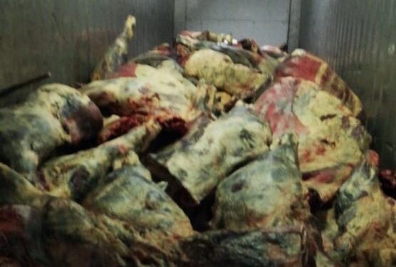 Detectan infraestructura dañada y 132 mil kilos de carne en mal estado en empresa local que sufrió incendio