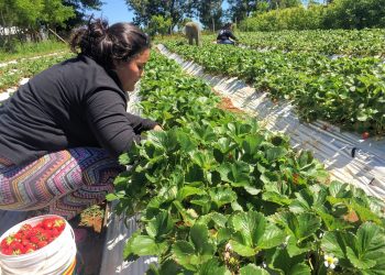 Lanzan concurso por $400 millones para fomentar riego en la pequeña agricultura de Ñuble