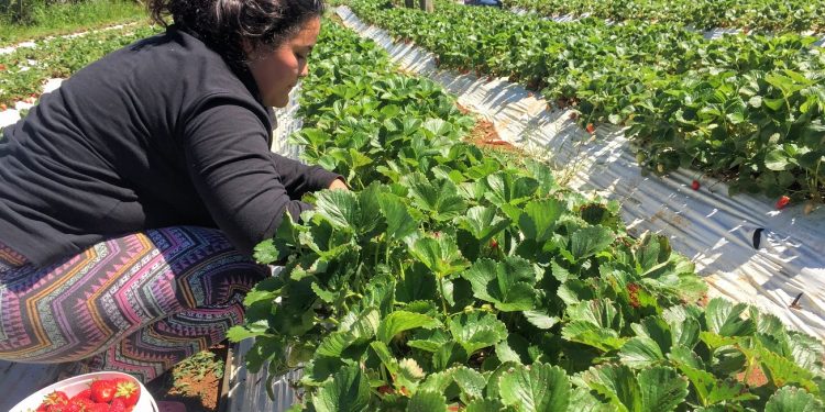 Lanzan concurso por $400 millones para fomentar riego en la pequeña agricultura de Ñuble