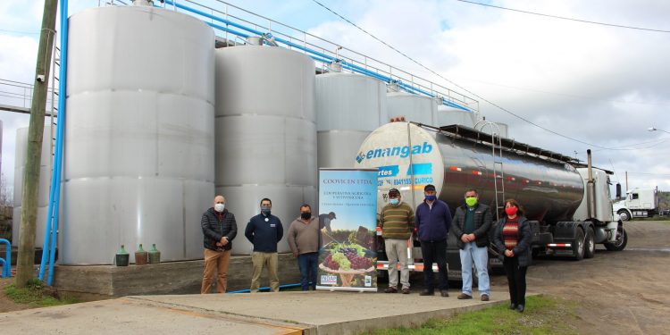 Quillón: Cooperativa vitivinícola vende 110 mil litros de vino blanco a importantes productores nacionales
