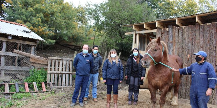 Llegan a Ñuble ejemplares que mejorarán raza equina