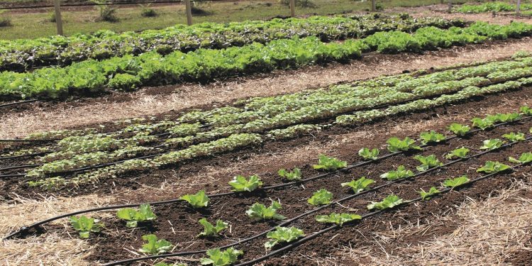 Expondrán importancia de la producción orgánica en la agricultura de Ñuble