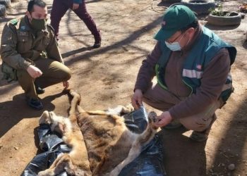 SAG interpondrá denuncia por caza y faena ilegal de un puma en Pemuco