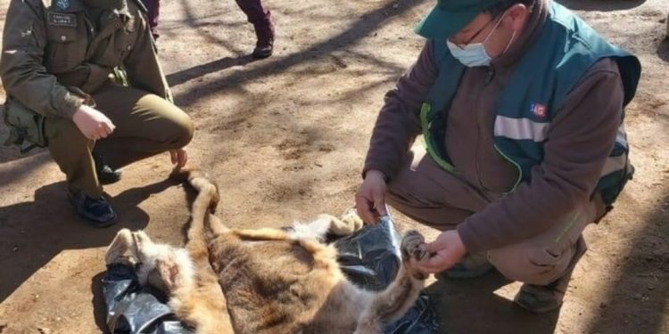 SAG interpondrá denuncia por caza y faena ilegal de un puma en Pemuco