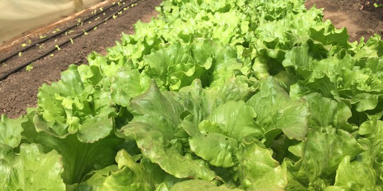 Itata: Pequeña agricultura incorporará modernos sistemas de riego con energía fotovoltaica