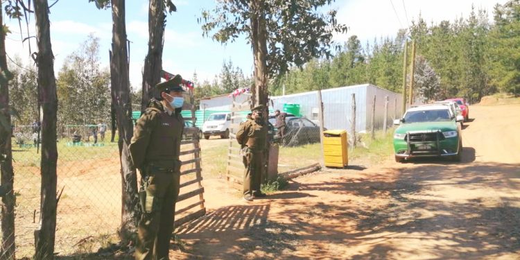Ninhue: Detienen a 38 personas que participaban en pelea clandestina de gallos