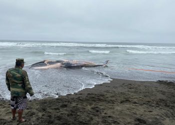 Ballena varó en playa Perales de Coelemu