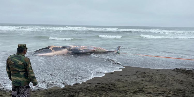 Ballena varó en playa Perales de Coelemu