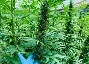 Incautan 943 plantas de marihuana en Ñiquén