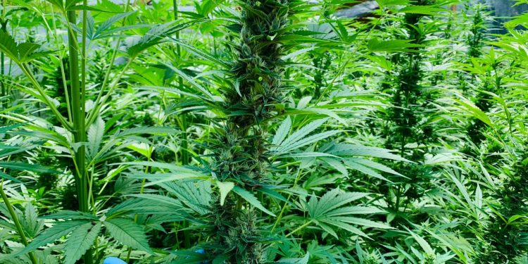 Incautan 943 plantas de marihuana en Ñiquén