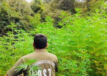 Encuentran más de 700 plantas de cannabis sativa en la precordillera de Coihueco