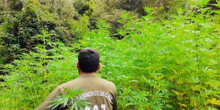 Encuentran más de 700 plantas de cannabis sativa en la precordillera de Coihueco