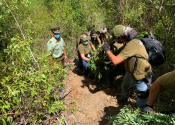 Detienen a responsable de cultivo ilegal de marihuana en fundo donde encontraron cadáver en Trehuaco