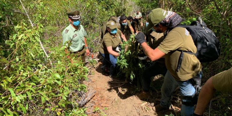 Detienen a responsable de cultivo ilegal de marihuana en fundo donde encontraron cadáver en Trehuaco