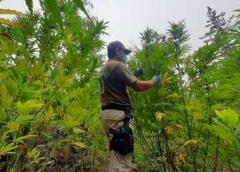 Realizan el decomiso más grande de marihuana en Ñuble