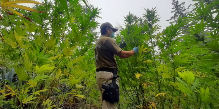 Realizan el decomiso más grande de marihuana en Ñuble