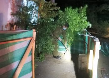 Detienen a ocho sujetos que participaban en fiesta de cumpleaños y les incautaron plantas de marihuana