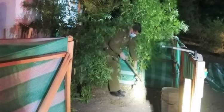 Detienen a ocho sujetos que participaban en fiesta de cumpleaños y les incautaron plantas de marihuana