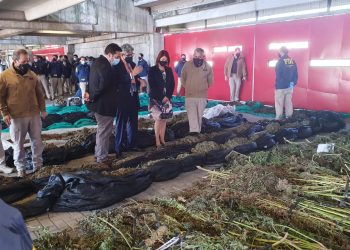 Incautan cuatro toneladas de droga: El mayor decomiso en Ñuble