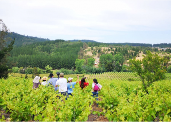 Lanzan sitio web con oferta enoturística del Valle del Itata