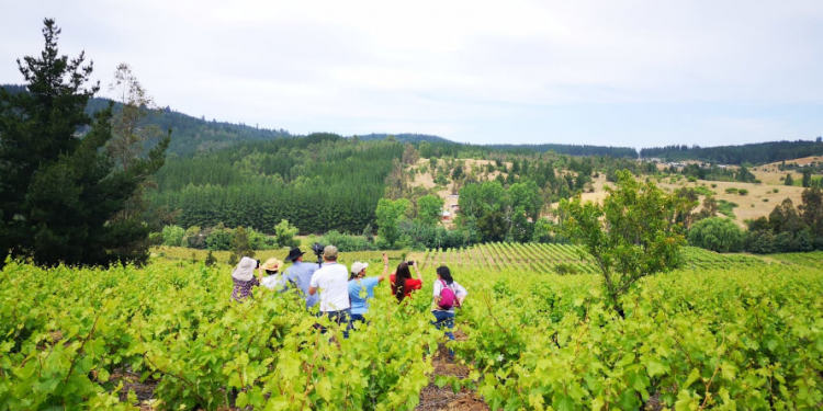 Lanzan sitio web con oferta enoturística del Valle del Itata