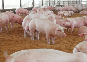 Expertos UdeC trabajan en la creación de vacuna para controlar enfermedad que afecta a los cerdos