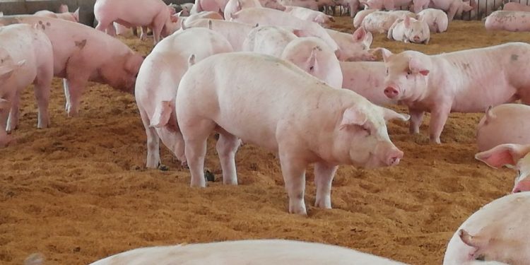 Expertos UdeC trabajan en la creación de vacuna para controlar enfermedad que afecta a los cerdos