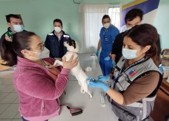 Vacunan contra la rabia a 200 mascotas en Chillán