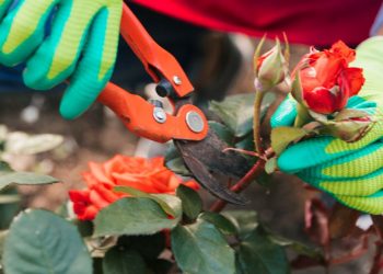 Cómo tratar y prevenir las plagas y enfermedades en los rosales