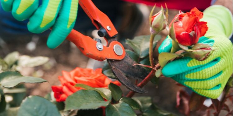 Cómo tratar y prevenir las plagas y enfermedades en los rosales