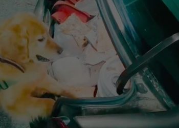 «Ellen» y «Derby» permitieron incautar 10 mil dosis de drogas y detener a tres personas por tráfico en Pemuco