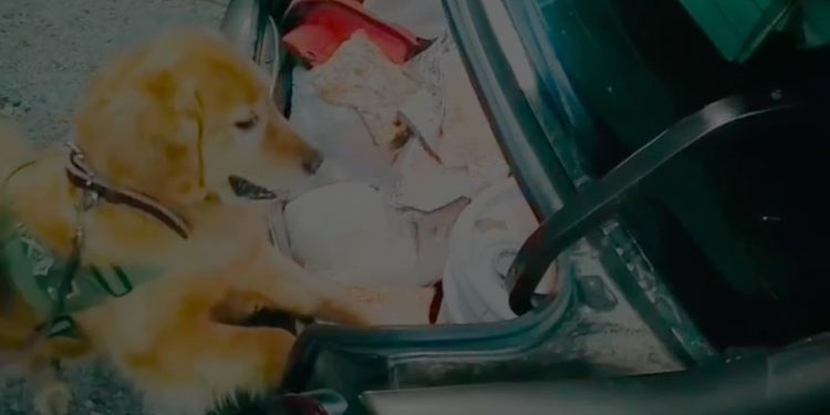 «Ellen» y «Derby» permitieron incautar 10 mil dosis de drogas y detener a tres personas por tráfico en Pemuco