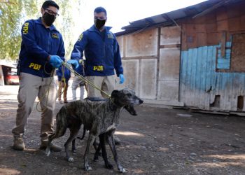 Maltrato animal: PDI ha investigado este año 21 casos en Ñuble