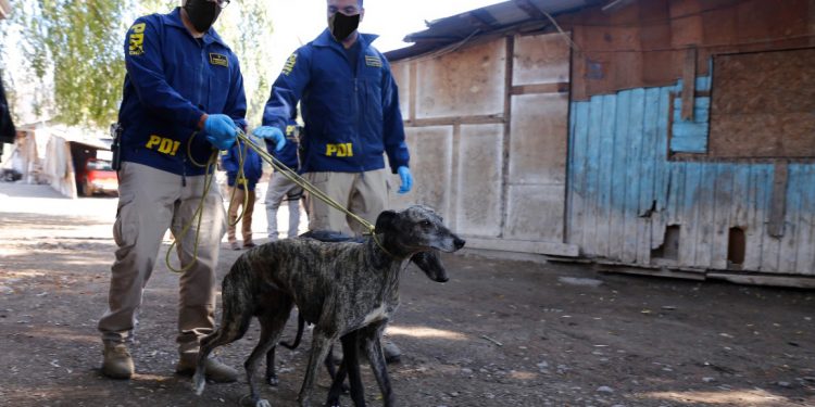 Maltrato animal: PDI ha investigado este año 21 casos en Ñuble