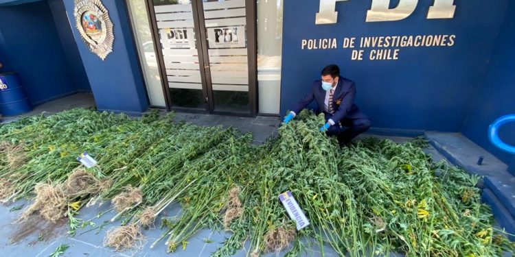 Incautan 249 plantas de cannabis en fundo de Coihueco