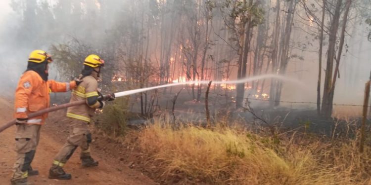 Más de 400 hectáreas quemadas registran incendios forestales en Ñuble
