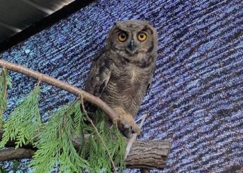 SAG y UdeC liberan a tucúquere rescatado en incendio forestal de Quillón