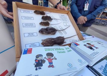 Mujer de 37 años fallece tras contagio con virus Hanta en Ñuble