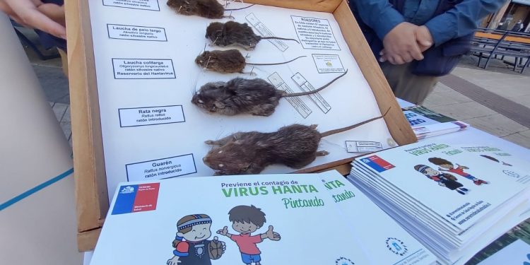 Mujer de 37 años fallece tras contagio con virus Hanta en Ñuble