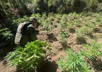 Carabineros decomisa 1.610 plantas de Cannabis en Itata