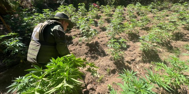 Carabineros decomisa 1.610 plantas de Cannabis en Itata