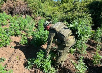 Incautan más de 3.500 plantas de cannabis sativa en Yungay