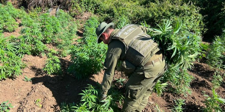 Incautan más de 3.500 plantas de cannabis sativa en Yungay