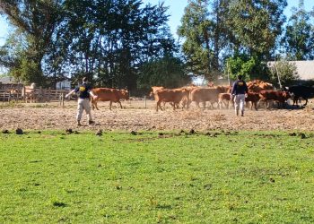 Recuperan 40 vacunos que fueron robados en Chillán