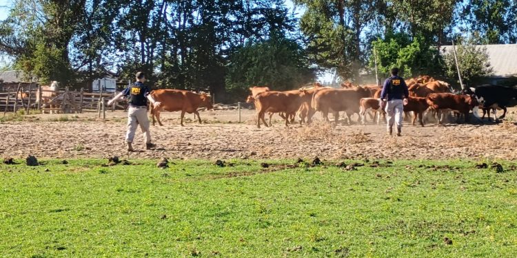 Recuperan 40 vacunos que fueron robados en Chillán