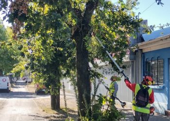 Municipio ejecuta podas en el centro de Chillán