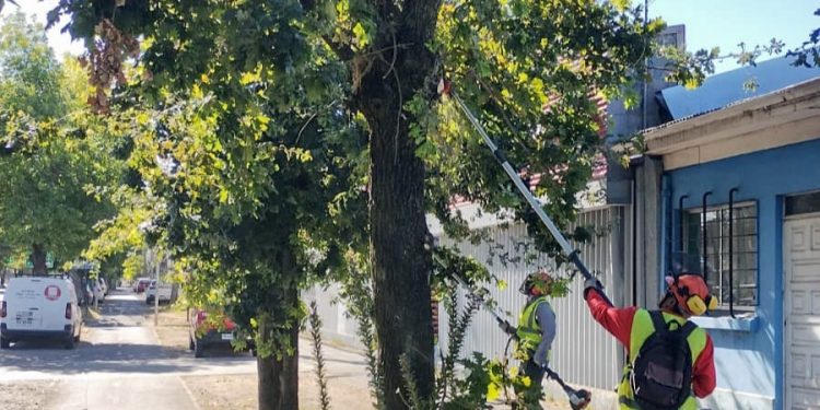 Municipio ejecuta podas en el centro de Chillán