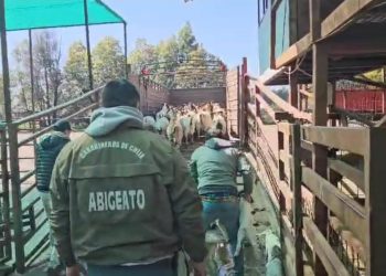 Desbaratan banda criminal que robaba animales en la zona y los comercializaba en la Región Metropolitana