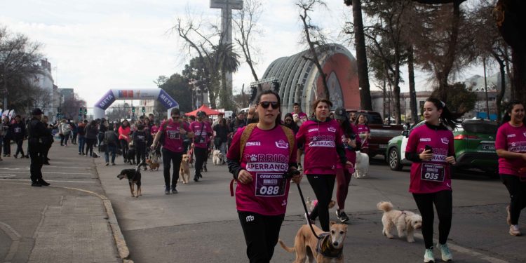 Corredores y sus mascotas se tomaron las calles céntricas de Chillán