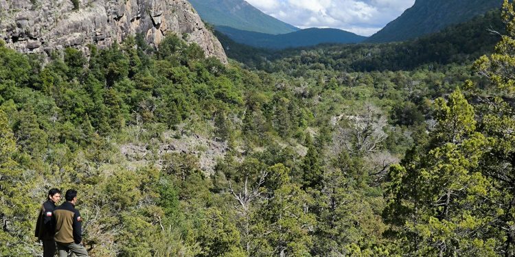 Reserva Nacional Ñuble cumple 46 años como refugio del huemul y la biodiversidad cordillerana